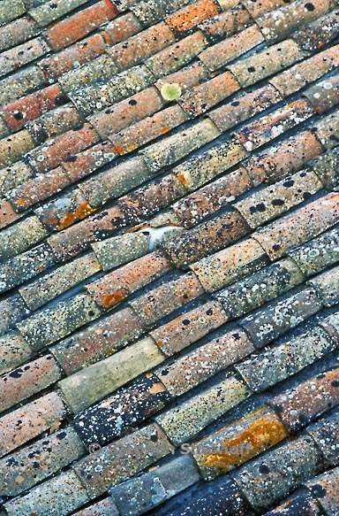 lichens roof tiles graphic